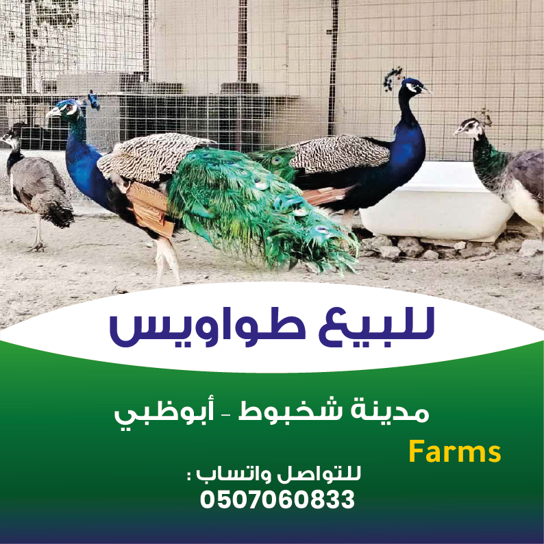 زوج طاووس هندي منتج